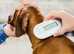 Pet Microchipping