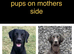 2/8 Labmaraner / Weimadore pups