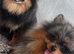 Beautiful Blue & Tan Merle Pomeranian