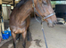 16hh sports horse