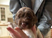 English springer spaniel