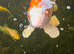 Koi pond closing down