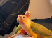Pineapple Conure Pair - Male & Female - 18 Months Old