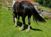 Gorgeous registered black shire gelding for sale