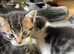 8 week old kitten