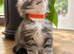 GCCF TICA 5 Gen Pedigree Champion Line Maine Coons
