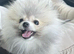 Fluffy Grey & Cream Pomeranian Puppy - Super Affectionate, Playful & Healthy