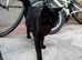 Black American bobtail