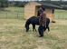 Registered Welsh Sec A Mare - Stunning Blank Canvas