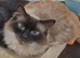 Male Neutered Ragdoll