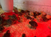 Coturnix Quail chicks mixed colours