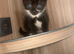 Kittens ready for new homes