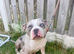 Pocket bully pups 2 boys 2 girls