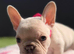Frenchie Puppies For Sale