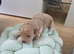 Asian maltipoo small