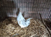 Lovely young Splash fantail cockerel