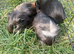 Guinea pigs looking for a home