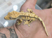 Baby crested geckos