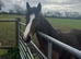 2 year old filly who's a smidge under 14hh
