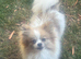 Beautiful female Pom