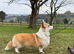 Champion Sired Corgi pembroke puppies available