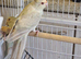 Grey and Cream Kakariki