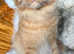 Red Mackerel Maine Coon Available for Stud