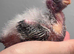 Adorable hand reared cockatiels