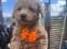 READY NOW!! Beautiful Toy Poodle Puppies !!
