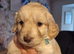 F1b cockapoo puppys