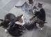 5 Bengal cross kittens