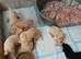 1 female labrador retriever puppy