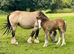 Traditional Gypsy Cob Gelding