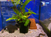 Spiny Eel (Macrognathus pancalus)