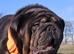 Proven Blue & Tan KC Bulldog