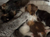 Half British short hair kittens
