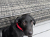 Female 16 week old labradorq