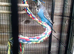 Budgies and cage