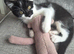 Stunning Half‑Bengal Cross Kitten – 3 Months Old