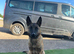 Belgian malanois k9