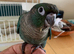 Hand reared Baby conure