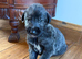 KC Irish Wolfhound Puppies