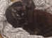 Kittens for rehoming