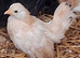 8/10 week old serama chicks available