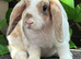 Young Mini Plush Lops - Hypoallergenic fur.