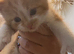 Adorable kittens looking for new homes