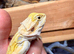 STUNNING Super Citrus USA Bloodline (YELLOW!)