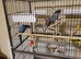 Gorgeous violet ringnecks- Aviary birds