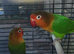 Pair of breeding fishers lovebirds
