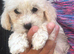 Cavapoo f2 just two boys left